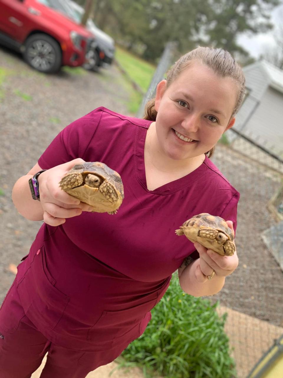 turtles