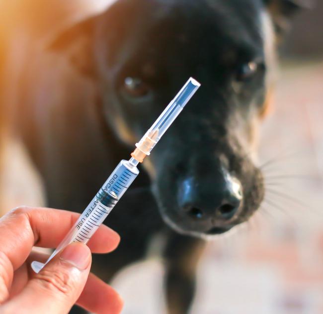vaccinations